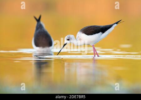 Schwarzflügelschnecke (Himantopus himantopus), Erwachsene Weibchen, die sich im Wasser ernähren, Kampanien, Italien Stockfoto