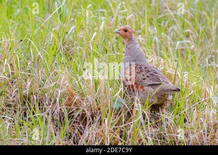 Grauer Rebhuhn (Perdix perdix), erwachsener Rüde, der im Gras steht, Abruzzen, Italien Stockfoto