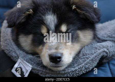 Ein schwarzer dreifarbiger Border Collie Canis lupus) 9 Wochen alter Rüde 'Archie'. Stockfoto