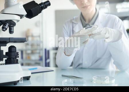 Beschnittenes Porträt einer jungen Wissenschaftlerin, die Petrischale hält, während sie Pflanzenproben im Biotechnologielabor studiert, Raum kopieren Stockfoto