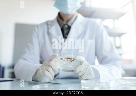 Beschnittenes Porträt einer unerkennbaren Wissenschaftlerin, die Petrischale hält, während sie Pflanzensamenproben im Biotechnologielabor untersucht, Raum kopieren Stockfoto