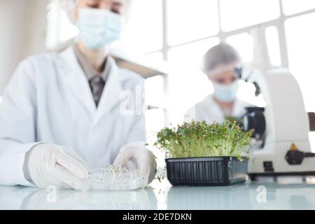 Beschnittenes Porträt zweier Wissenschaftlerinnen, die Pflanzenproben im Biotechnologielabor untersuchen, Fokus auf Vordergrund, Kopierraum Stockfoto