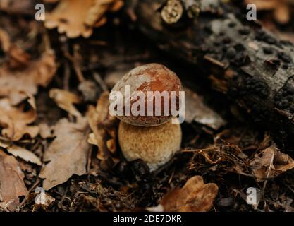 Kleiner Pilz in gefallenen Blättern im Herbst. Beliebte Boletus Edilus Pilz in natürlichen Wald Lebensraum. Stockfoto