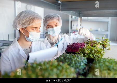 Portrait von zwei jungen Wissenschaftlerinnen, die Masken tragen, während sie Pflanzknödel im Biotechnologielabor studieren, Raum kopieren Stockfoto