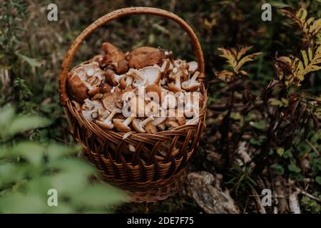 Korb voller Pilze aus dem Wald. Honigagarien, Pilzkonzept, Stockfoto