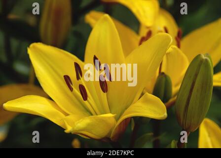 Gelbe Safranlilie oder Feuerlilie (Lilium bulbiferum) Im Sommergarten Stockfoto