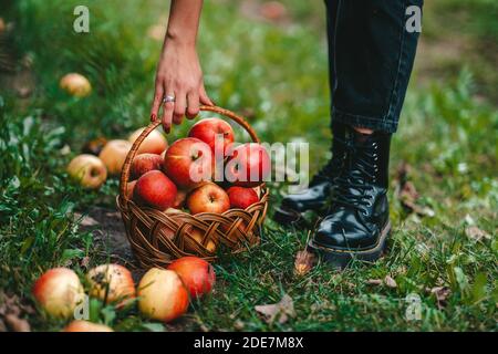 Unkenntliche Frau, die im grünen Garten reife rote Apfelfrüchte aufsammeln. Bio-Lebensstil, Landwirtschaft, Gärtner Beruf Stockfoto