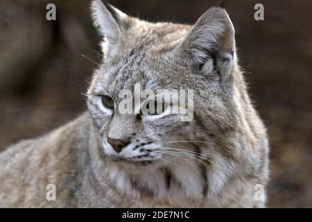 Bobcat in Gefangenschaft Stockfoto