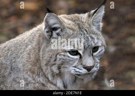 Bobcat in Gefangenschaft Stockfoto