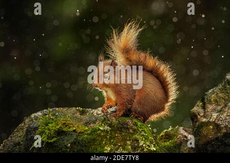 UK, Yorkshire - Nov 2020: Red Squirrel sitzt auf einer trockenen Steinwand im Regen Stockfoto