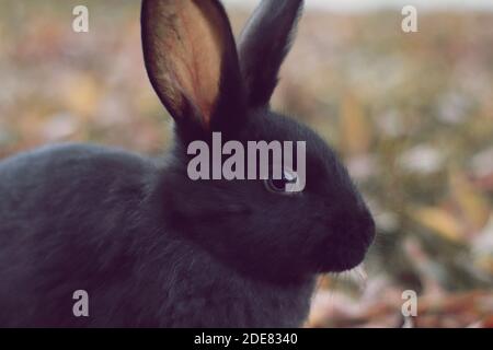 Schwarzes Kaninchen auf gelben Blättern suchen Stockfoto