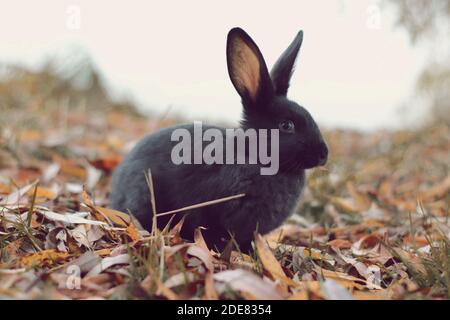 Schwarzes Kaninchen auf gelben Blättern suchen Stockfoto