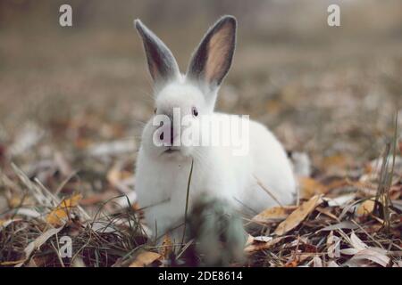 Weißes Kaninchen mit schwarzen Ohren auf gelben Blättern suchen Stockfoto