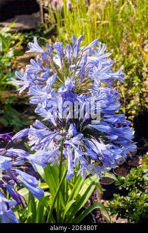 Agapanthus Headbourne Hybrid bricht in Blüte. Großer runder Blütenkopf mit blauen Blüten durchgehend immergrün und voll winterhart Stockfoto