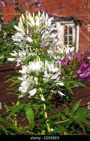 Cleome hassleriana oder Cleome spinosa Gärten Spider Anlage. Eine Nahaufnahme eines jährlichen Anlage, die sich am besten in der vollen Sonne und ist Winterharte frost Ausschreibung Stockfoto