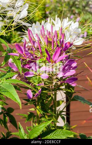 Cleome hassleriana oder Cleome spinosa Gärten Spider Anlage. Eine Nahaufnahme eines jährlichen Anlage, die sich am besten in der vollen Sonne und ist Winterharte frost Ausschreibung Stockfoto