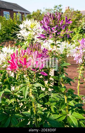 Cleome hassleriana oder Cleome spinosa Gärten Spider Anlage. Eine Nahaufnahme eines jährlichen Anlage, die sich am besten in der vollen Sonne und ist Winterharte frost Ausschreibung Stockfoto