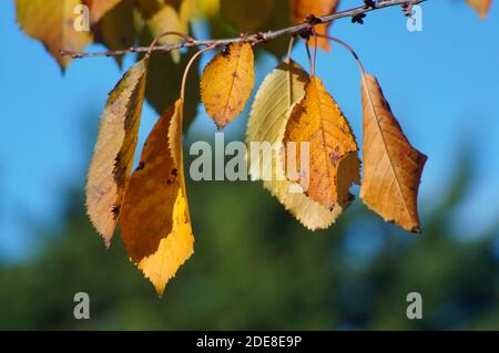 Nahaufnahme von Herbstblättern auf einem Kirschbaum mit weichem Naturhintergrund Stockfoto