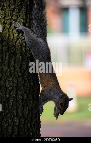 Niedliches Eichhörnchen, das an einem Baum hängt Stockfoto