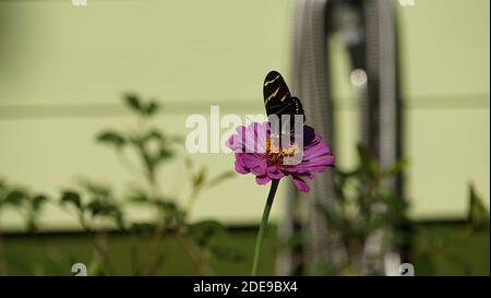 Schmetterling auf Blume, Monarch Bestäubung, Suche nach dem Nektar Stockfoto