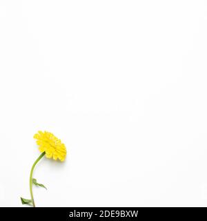 Gelbe Chrysantheme Blume auf weißem Hintergrund. Draufsicht, Kopierraum Stockfoto