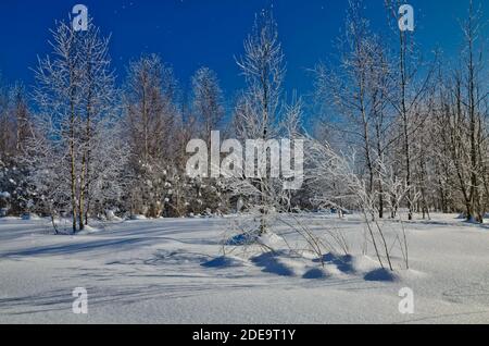 Bäume bedeckt mit Frost am Waldrand Stockfoto