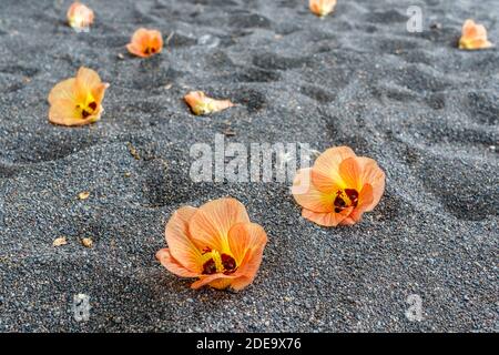 Gefallene Blüten von Hibiscus tiliaceus oder Sea Hibiscus, (Strand Hibiskus, Küsten-Baumwollholz) auf dem dunklen Sand von Amed. Karangasem, Bali, Indonesien Stockfoto