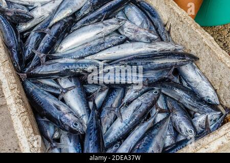 Makrelenfisch aus der Familie Scombidae - frischer Morgenfang auf dem Markt in Amed. Bali, Indonesien. Stockfoto