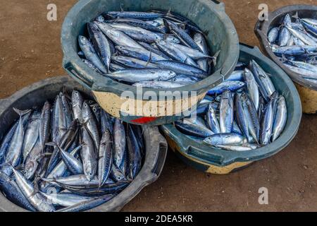 Makrelenfisch aus der Familie Scombidae - frischer Morgenfang auf dem Markt in Amed. Bali, Indonesien. Stockfoto