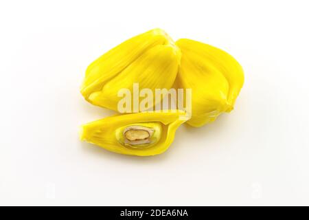 Jackfruit (Artocarpus heterophyllus, Jackfruit Tree, isoliert auf weißem Hintergrund Stockfoto