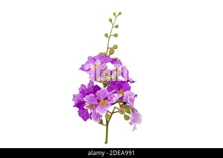Königinnen krapfen Myrte Blumen oder Königin Blume, Lagerstroemia inermis Pers, Pride of India, Jarul isoliert auf weißem Hintergrund.gespeichert mit Clipping Pfad. Stockfoto