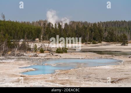 Steamboat Geyser und eine heiße Quelle im tge Back Basin des Norris Geyser Basin, Yellowstone National Park, Wyoming. Stockfoto