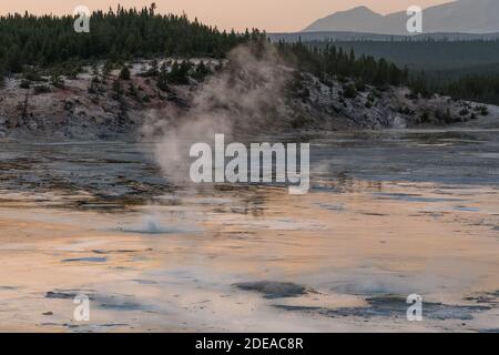 Kleine Geysire, die im Porcelain Basin im Norris Geyser Basin im Yellowstone National Park, Wyoming, USA, ausbrechen. Stockfoto