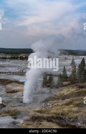 Ledge Geyser im Porcelain Basin des Norris Geyser Basin im Yellowstone National Park, Wyoming, USA. Stockfoto