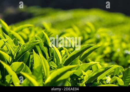 Frischer grüner Tee Knospe und Blätter Nahaufnahme, Teeplantage, Indien. Stockfoto