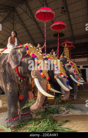 Dekorierte Elefanten auf dem Tempelfest in Siva Tempel, Ernakulam, Kerala, Indien Stockfoto