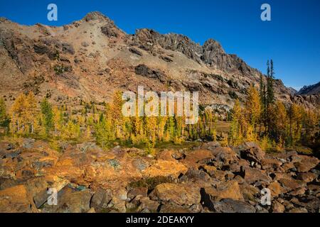 WA18577-00...WASHINGTON - Herbstfarbe auf einem subalpinen Lärchenbaum entlang des Ingalls Way Trail mit Ingalls Peak dahinter. Stockfoto