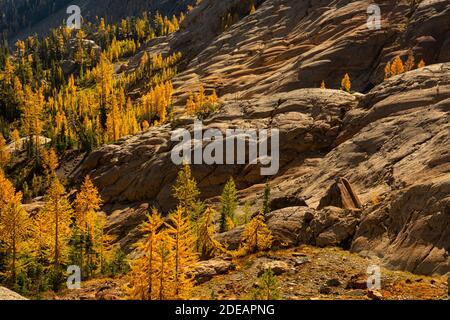 WA18595-00...WASHINGTON - Subalpine Lärche Bäume in Herbstfarben und Felsen Wände mit Gletscherstreifen vom Ingalls Way Trail aus gesehen Der Alpensee Stockfoto