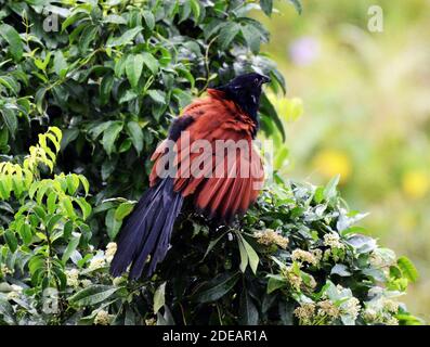 Ein großer Coucal Vogel auf Lamma Insel in Hong Kong. Stockfoto