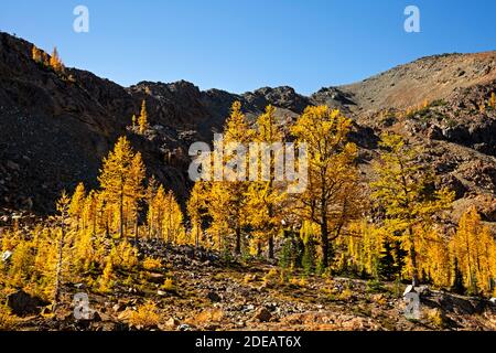 WA18604-00...WASHINGTON - Subalpine Lärchen in Herbstfarben entlang Ingalls Weg in der Alpine Lakes Wildnis gesehen. Stockfoto