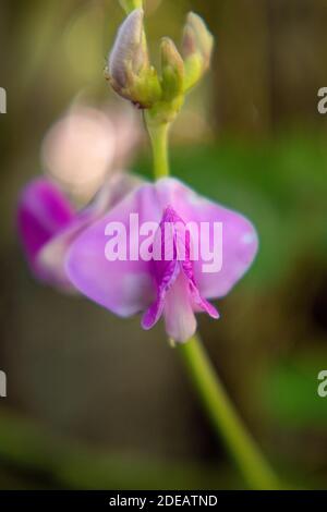 Blüte einer Hyazintbohne, Lablab purreus aus Asien Stockfoto