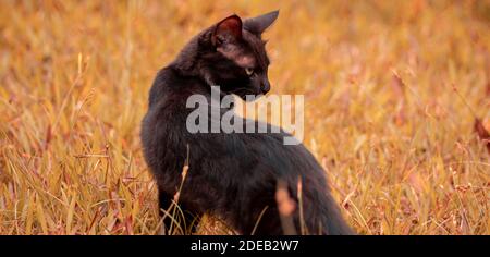 Mit einem Blick hinter, Augen gesperrt scharfen Fokus, wütend und wütend mit ernsten Gesicht, Bestie-Modus auf, Jagd und Pirsch Beute, majestätische Katze Position Stockfoto