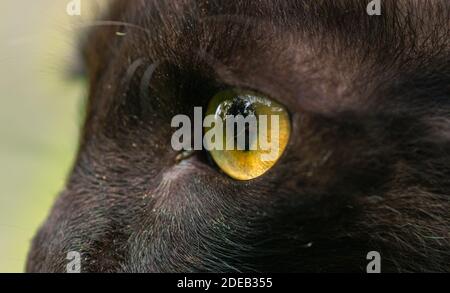 Dunkelbraune wild aussehende gelbe Augen Nahaufnahme Makrofotografie, detaillierte Pupillen der Katzenauge Seitenansicht, scharfer Fokus auf das Ziel. Stockfoto