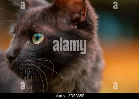 Dunkelbraunes, wild aussehendes Gesicht, Wenden und Anstarren, Nahaufnahme Gesicht Porträt einer häuslichen jungen Katze. Stockfoto
