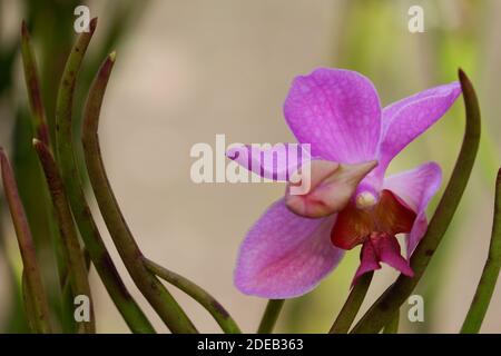 Nahaufnahme Bild der schönen vanda douglas lila Orchidee mit Verwackelte Hintergrundunschärfe Stockfoto