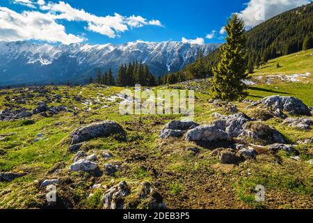 Atemberaubende Frühlingslandschaft mit Lichtung im Pinienwald und hohen schneebedeckten Bergen im Hintergrund, Piatra Craiului Berge, Karpaten, Siebenbürgen, Ro Stockfoto