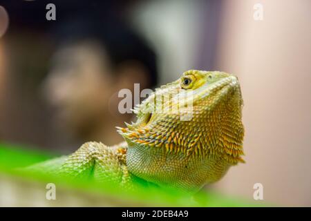 Kopf des Desert Chameleon auf dem Park Stockfoto