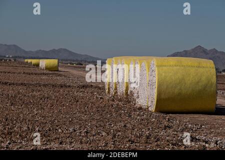 Tempe, Arizona, USA. November 2020. Baumwolle, die von einer Rundballenpresse geerntet wird, liegt auf einem frisch gepflückten Feld in der Nähe von Stansfield, Arizona 11/29/20. Die runden Ballen wiegen etwa 5000 Pfund und produzieren etwa 3.8 quadratische Ballen. Quelle: Tom Story/ZUMA Wire/Alamy Live News Stockfoto