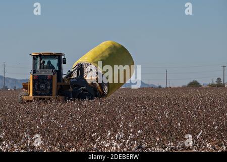 Tempe, Arizona, USA. November 2020. Baumwolle, die mit einer Rundballenpresse geerntet wird, wird auf dem frisch gepflückten Feld in der Nähe von Stansfield, Arizona 11/29/20, abgeholt und auf eine Straße neben dem Feld gebracht, bevor sie zu einem Cotton Gin gebracht wird. Die runden Ballen wiegen etwa 5000 Pfund und produzieren etwa 3.8 quadratische Ballen. Quelle: Tom Story/ZUMA Wire/Alamy Live News Stockfoto