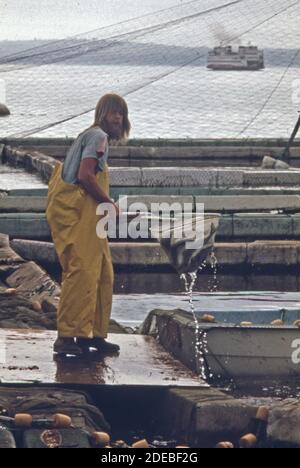 1970er Foto (1973) - Roy Yager Netz kommerziell gezüchteter Lachs Am Standort Domsea Aquaculture in Manchester Stockfoto